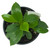 FlowerPotNursery Green Princess Philodendron P. sp. Green Princess 4" Pot