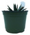 FlowerPotNursery Agave victoria-reginae Porcupine 6" Pot