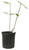 FlowerPotNursery Allamanda Cherries Jubilee Allamanda cathartica C. J. 2 Gallon