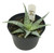 FlowerPotNursery Aloe vera White Fox - 6" Pot