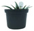 FlowerPotNursery Aloe vera White Fox - 6" Pot