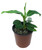 FlowerPotNursery Banana Grand Nain Banana Musa acuminata Grand Nain 1 Gallon