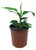 FlowerPotNursery Banana Grand Nain Banana Musa acuminata Grand Nain 1 Gallon