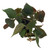 FlowerPotNursery Micans Philodendron Philodendron micans 4" Pot