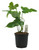 FlowerPotNursery Green Dragon Philodendron Philodendron sp. Green Dragon 5" Pot