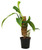 FlowerPotNursery Panduriforme Philodendron Philodendron panduriforme 4" Pot