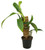 FlowerPotNursery Panduriforme Philodendron Philodendron panduriforme 4" Pot