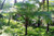 Australian tree fern - Cyathea cooperi - 4” Pot