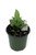 FlowerPotNursery Calathea Vittata Peacock Plant Calathea vittata 4" Pot