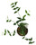 FlowerPotNursery Bella Hoya Hoya bella 3" Pot