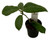 FlowerPotNursery Stargazer Calycina Hoya Hoya calycina Stargazer 3" Pot