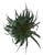 FlowerPotNursery Dyckia Terrestrial Bromeliad Dyckia sp. Red 6" Pot