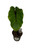 FlowerPotNursery Pharaoh's Mask Colocasia Colocasia sp.Pharaoh's Mask 4" Pot
