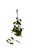 FlowerPotNursery Variegated Macrophylla Hoya H. macrophylla Variegata 6” Basket