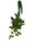 FlowerPotNursery Variegated Macrophylla Hoya H. macrophylla Variegata 6” Basket
