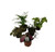 FlowerPotNursery Assorted Foliage Fairy Garden Growers Choice spp. 5 Pack 4" Pot