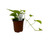 FlowerPotNursery Neon Pothos Epipremnum aureum Neon 4" Pot