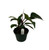 FlowerPotNursery Imperial Red Philodendron P. sp. Imperial Red 8" Pot