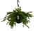 FlowerPotNursery Boston Fern Nephrolepis exaltata Boston 8" Basket