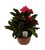 FlowerPotNursery Zeus Crown of Thorns Euphorbia milii Zeus 1 Gallon Pot