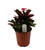 FlowerPotNursery Zeus Crown of Thorns Euphorbia milii Zeus 1 Gallon Pot