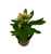 FlowerPotNursery Crown of Thorns Zephyr Euphorbia milii Zephyr 1 Gallon Pot