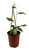 FlowerPotNursery Possum Purple Passion Fruit Passiflora edulis PP. 1 Gallon Pot