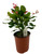 FlowerPotNursery Gundula Crown of Thorns Euphorbia milii Gundula 1 Gallon Pot
