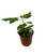 FlowerPotNursery Brown Turkey Fig Ficus carica Brown Turkey 1 Gallon Pot