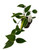 FlowerPotNursery Variegated Macrophylla Hoya H. macrophylla Variegata 4" Pot