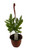 FlowerPotNursery VirginiaBlue Fern P. pseudo-aureum Virginia Blue 6" Basket