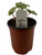 FlowerPotNursery Rex Begonia Arctic Twist Begonia rex Arctic Twist 4" Pot