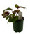 FlowerPotNursery Rex Begonia Cherry Spike Begonia rex Cherry Spike 4" Pot