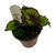 FlowerPotNursery Jurassic Dino™ Begonia Black Sky Begonia rex Black Sky 4" Pot
