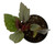 FlowerPotNursery Rex Begonia Dragon Fruit Begonia rex Dragon Fruit 4" Pot
