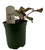 FlowerPotNursery Rex Begonia Black Tie Begonia rex Black Tie 4" Pot