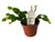 FlowerPotNursery Christmas Cactus Orange Schlumbergera Buckleyi Orange 4" Pot