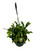 FlowerPotNursery Christmas Cactus Yellow Schlumbergera bridgesii Yell. 8" Basket