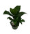 FlowerPotNursery Spathiphyllum Peace Lily Spathiphyllum sp. 4" Pot