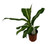 FlowerPotNursery Sterling Dieffenbachia Dieffenbachia sp. Sterling 4” Pot