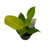 FlowerPotNursery Moonlight Philodendron Philodendron sp. Moonlight 4" Pot