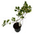 FlowerPotNursery Variegated Ficus Triangularis F. triangularis Variegata 6" Pot