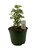 FlowerPotNursery Snowflake Aralia Polyscias fruticosa Snowflake 6" Pot