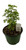 FlowerPotNursery Snowflake Aralia Polyscias fruticosa Snowflake 6" Pot