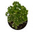 FlowerPotNursery Snowflake Aralia Polyscias fruticosa Snowflake 6" Pot