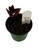 FlowerPotNursery Black Velvet Jewel Orchid Ludisia discolor Nigrescens 4" Pot