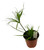 FlowerPotNursery Graceful Grasses® Cyperus involucratus Baby Tut® 1 Gallon Pot