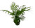 FlowerPotNursery Neanthe Bella Parlor Palm Chamaedorea elegans 6" Pot