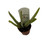 FlowerPotNursery Aloe Vera Plant (Medicinal) Aloe vera 1 Pack 2" Pot