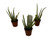 FlowerPotNursery Aloe Vera Plant (Medicinal) Aloe vera 3 Pack 2" Pots